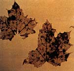 Maple Leaves